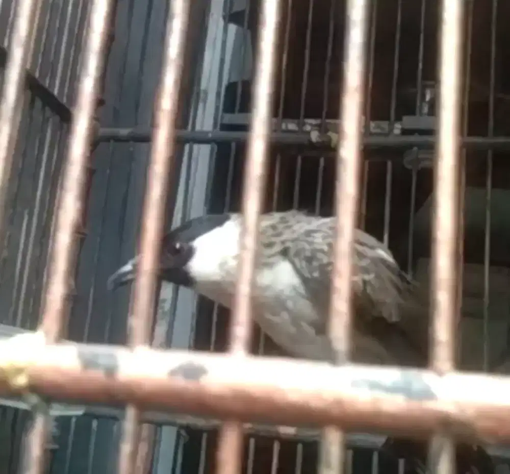 Burung kutilang gacor jinak + kandang yang PHP mingir dlu