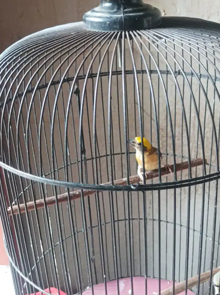 Manyar kembang kepala kuning..