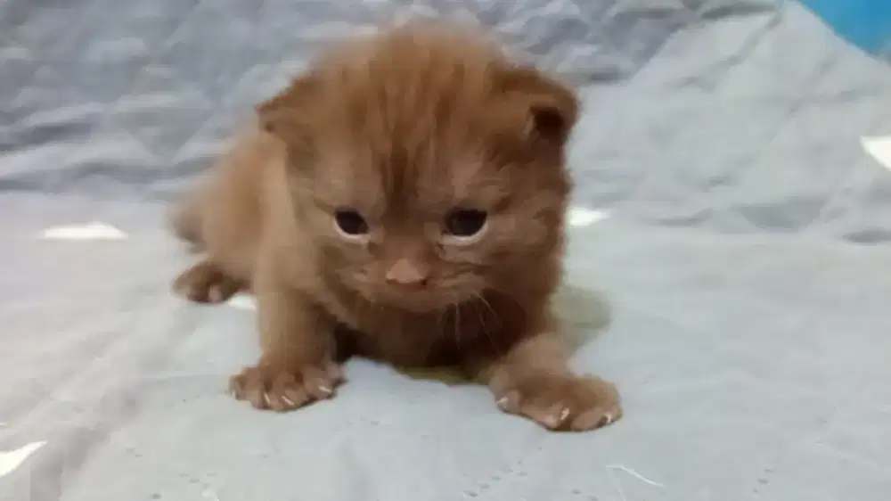 Kitten Scottish Straight