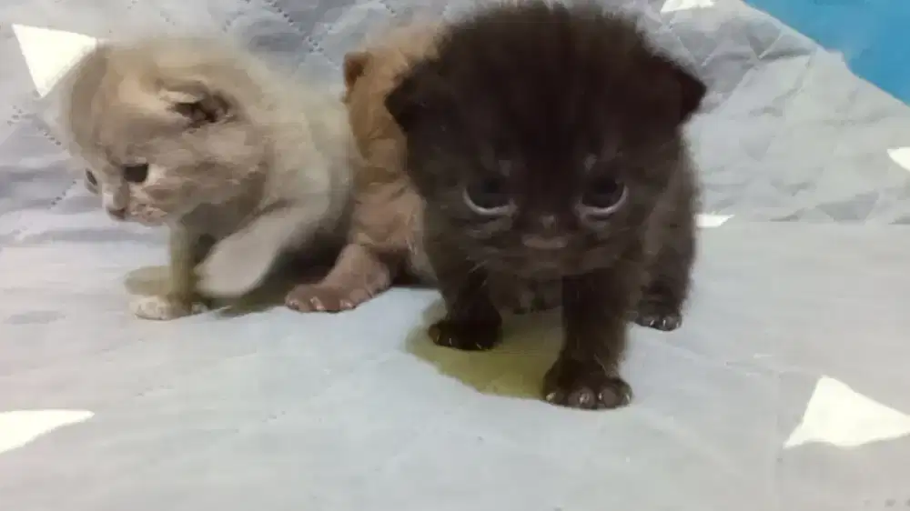 Kitten Scottish Straight