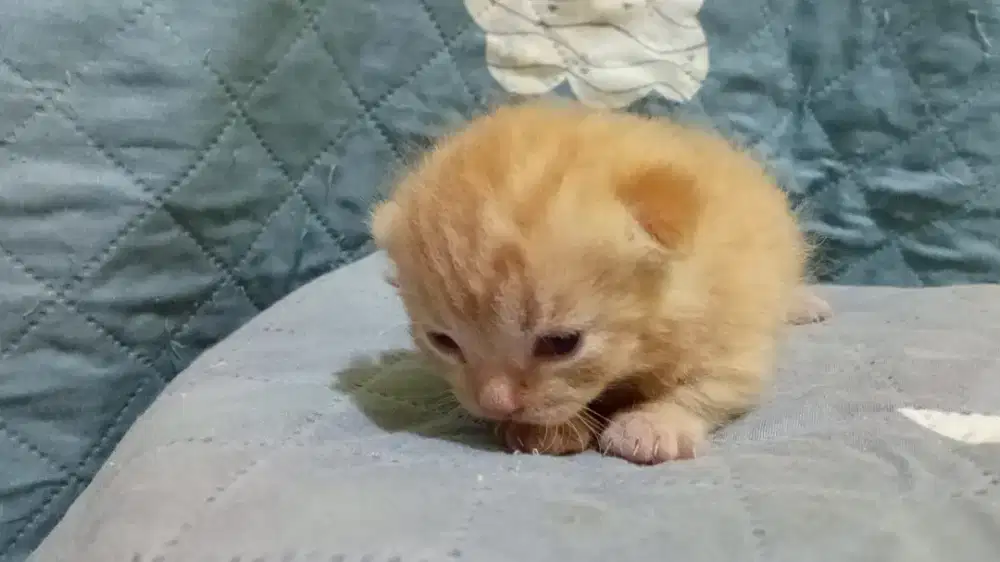 BSH Munchkin borongan