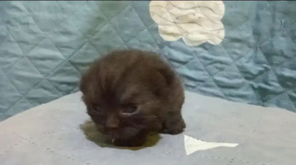 BSH line import x Munchkin