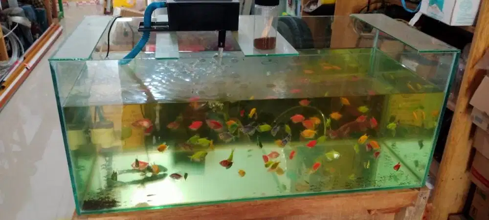 Aquarium dan Ikan Glowfish 70 Ekor