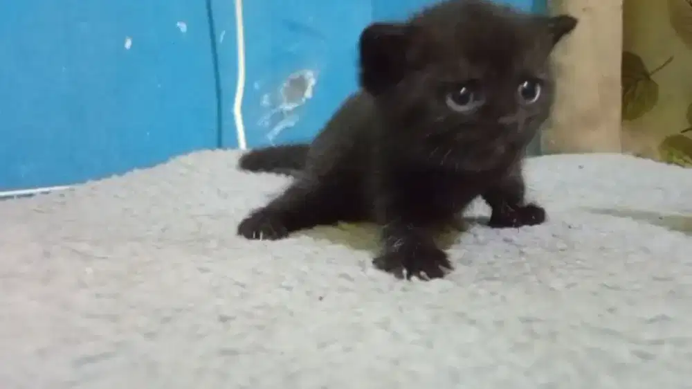 Kitten British Shorthair Black