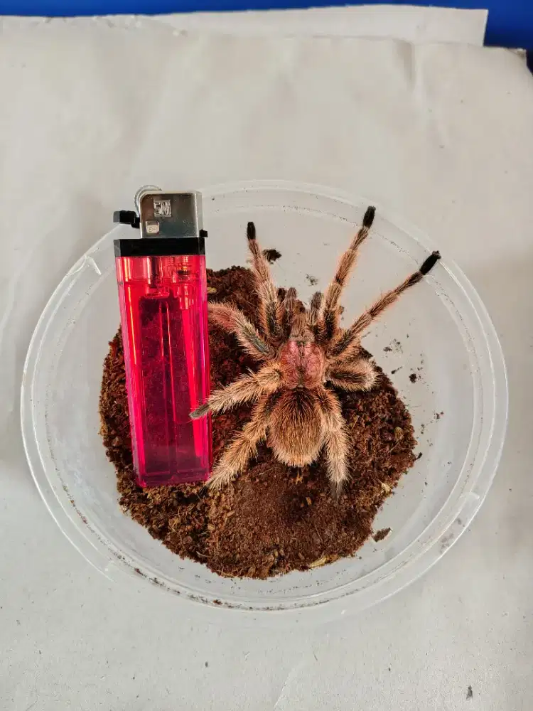 Grammostola Rosea Juve