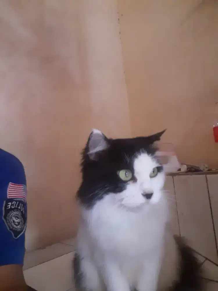 Kucing anggora longhair