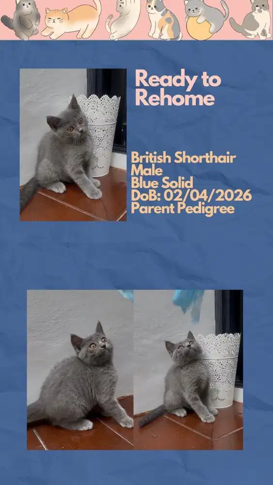 British Shorthair Jantan