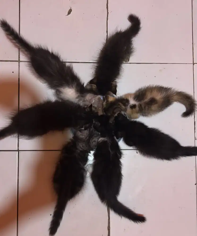 KUCING MUNCHKIN