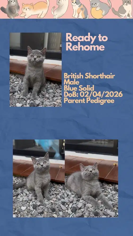 British Shorthair Jantan