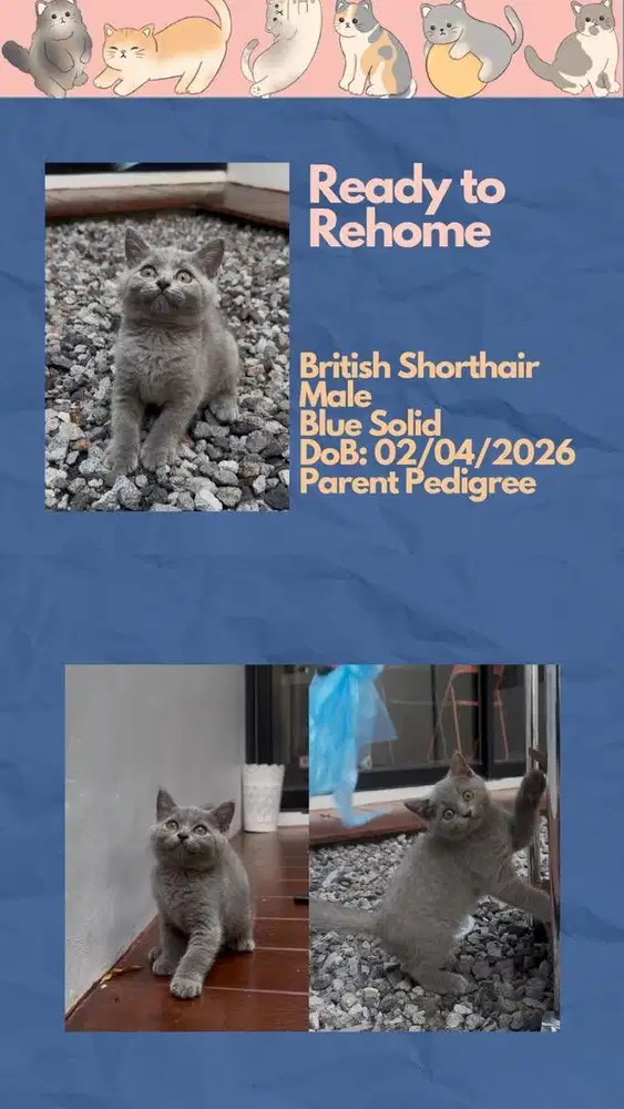 British Shorthair Jantan