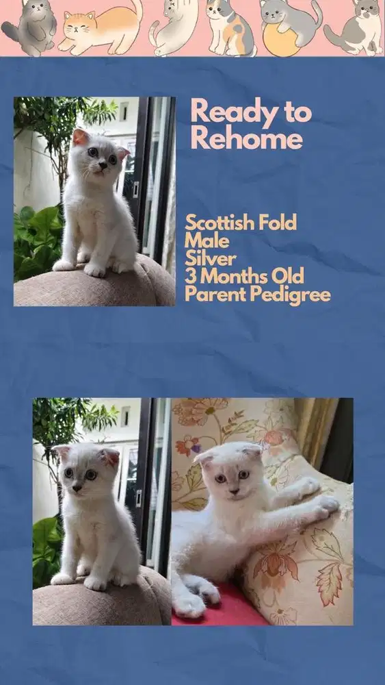 Scottish Fold Jantan