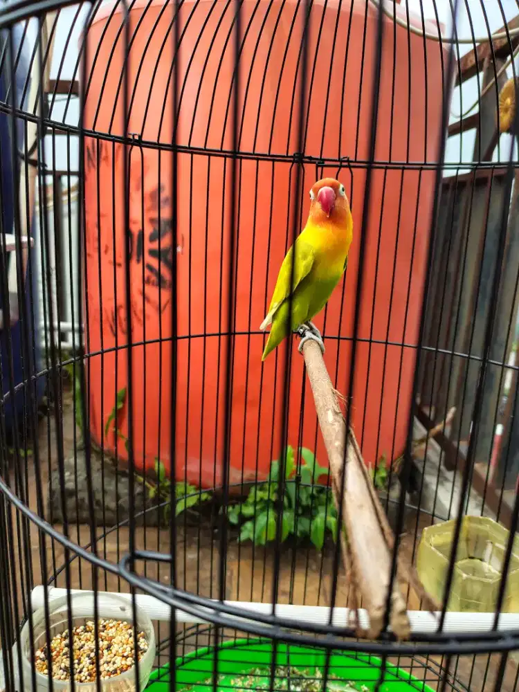 Lovebird Jantan muka merah burja