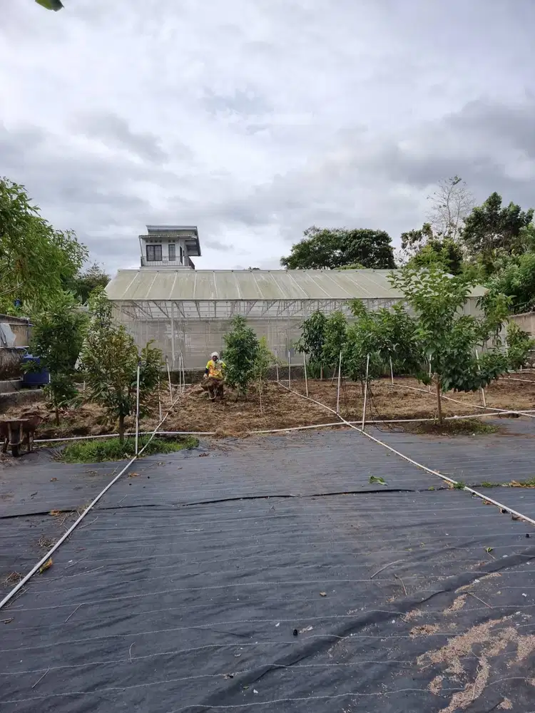 Jual Rumah Villa, Kebun dan Green House Anggur 48 pohon