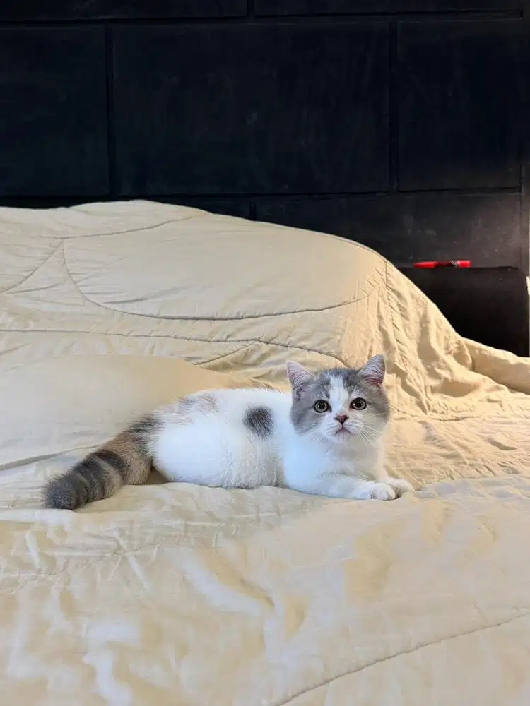 Kucing British Shorthair Calico Dilute FEMALE BSH SF