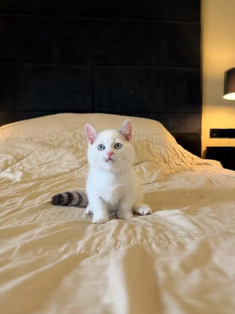 Kucing Munchkin British MALE BSH SF