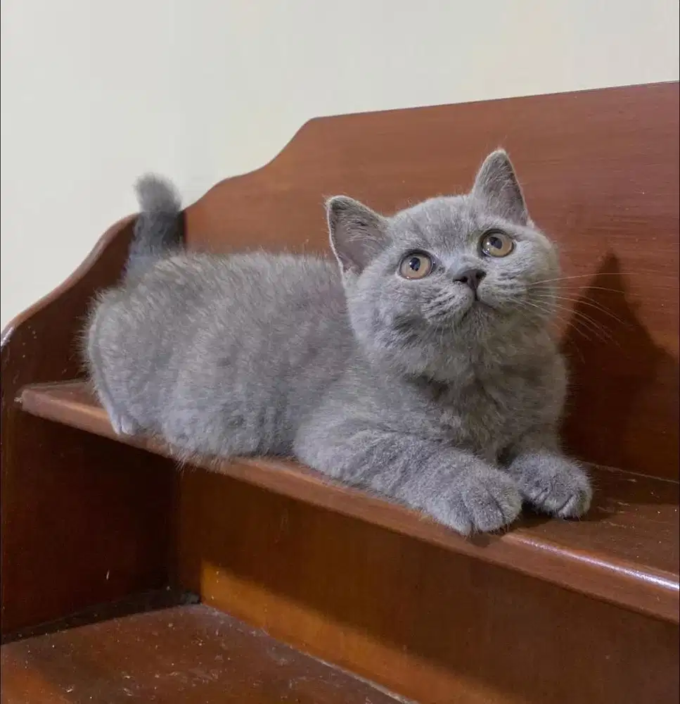 Kitten British Shorthair
