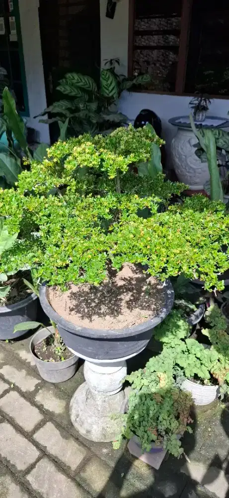 Bonsai murah berbagai varian