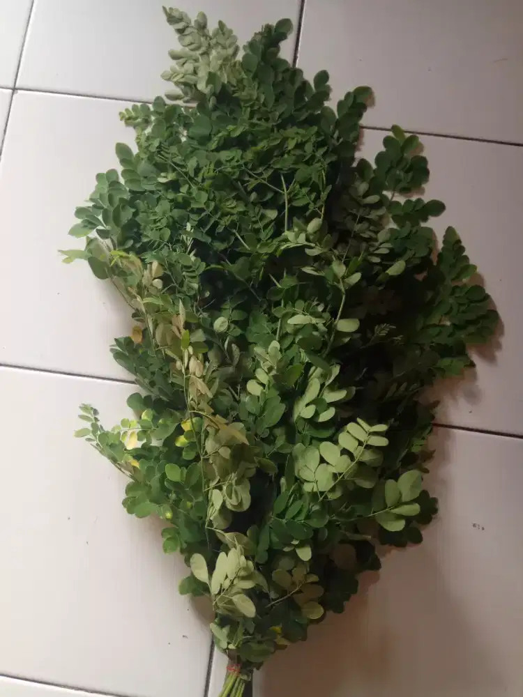 Daun Kelor Segar Dan Fresh