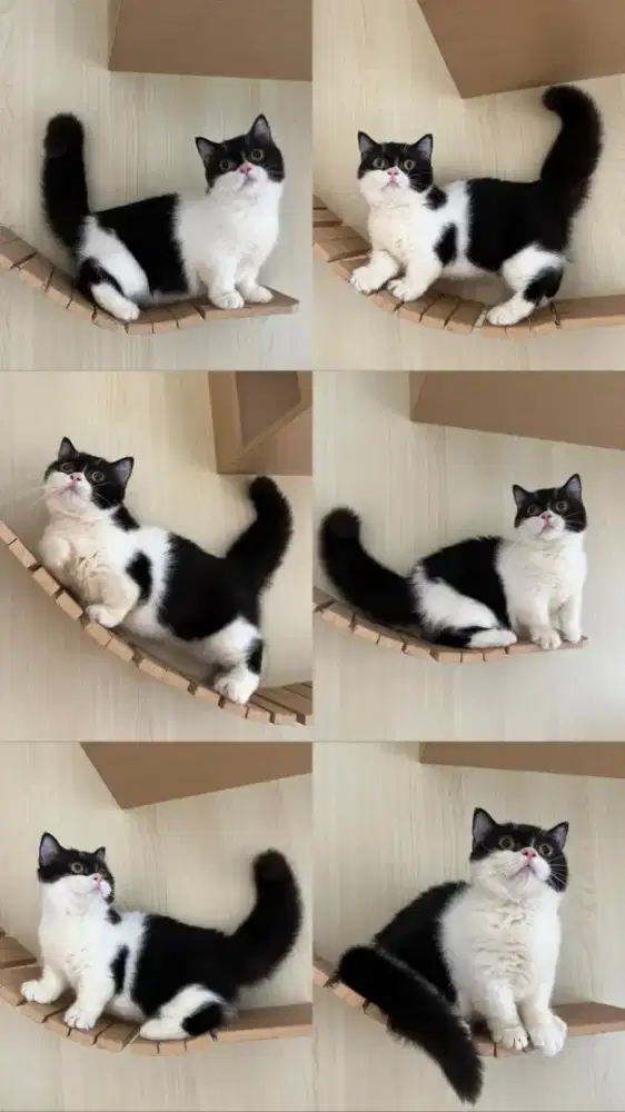 BSH Munchkin Betina