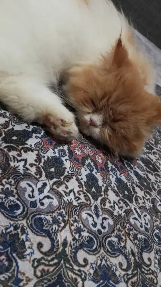 kucing peake nose