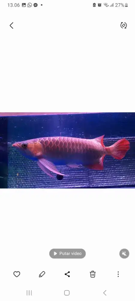Arwana super red 42cm
