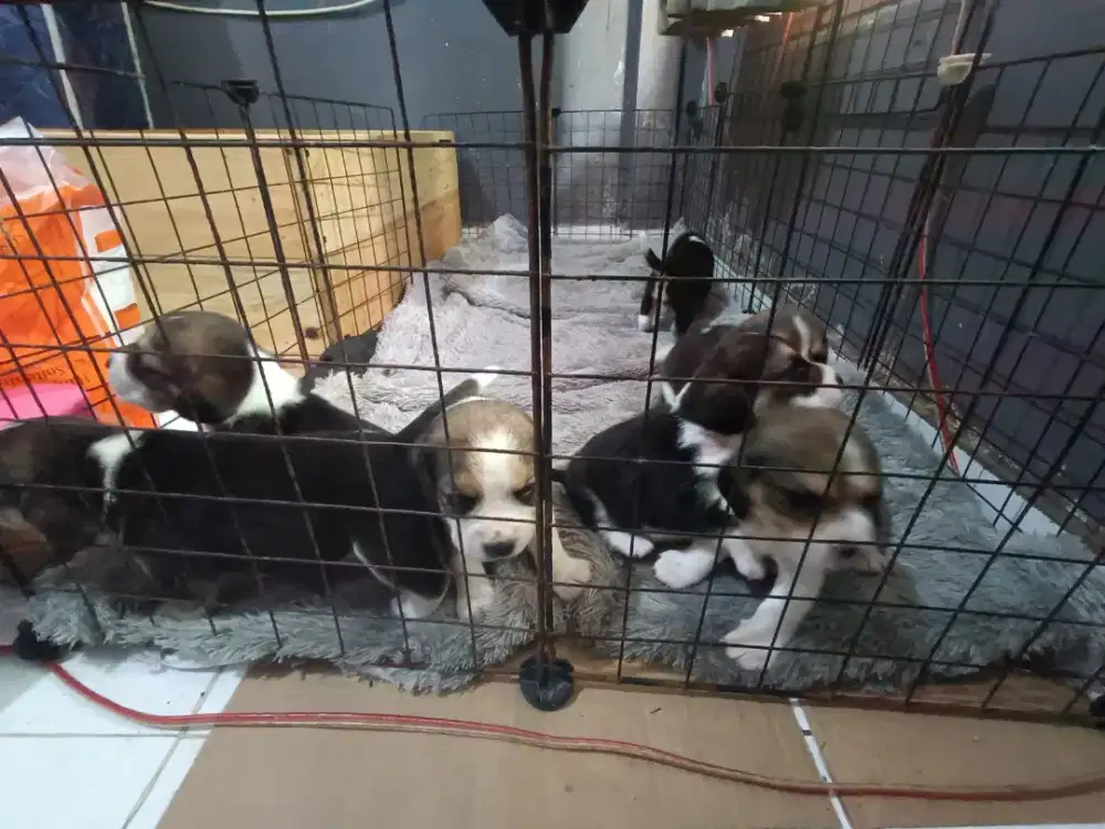 Beagle pure sisa betina