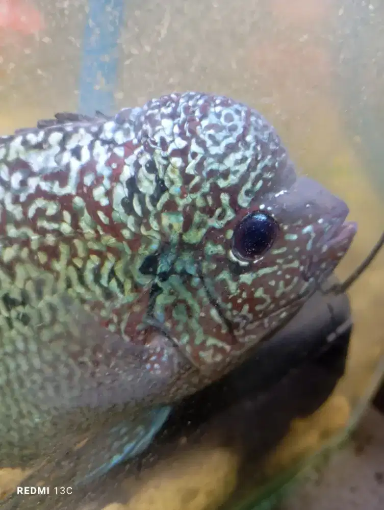 Ikan louhan cencu