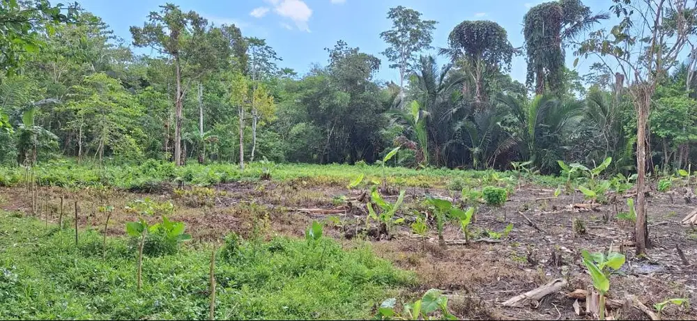 Dijual lahan/tanah kosong di area Sese, Simboro, Kota Mamuju
