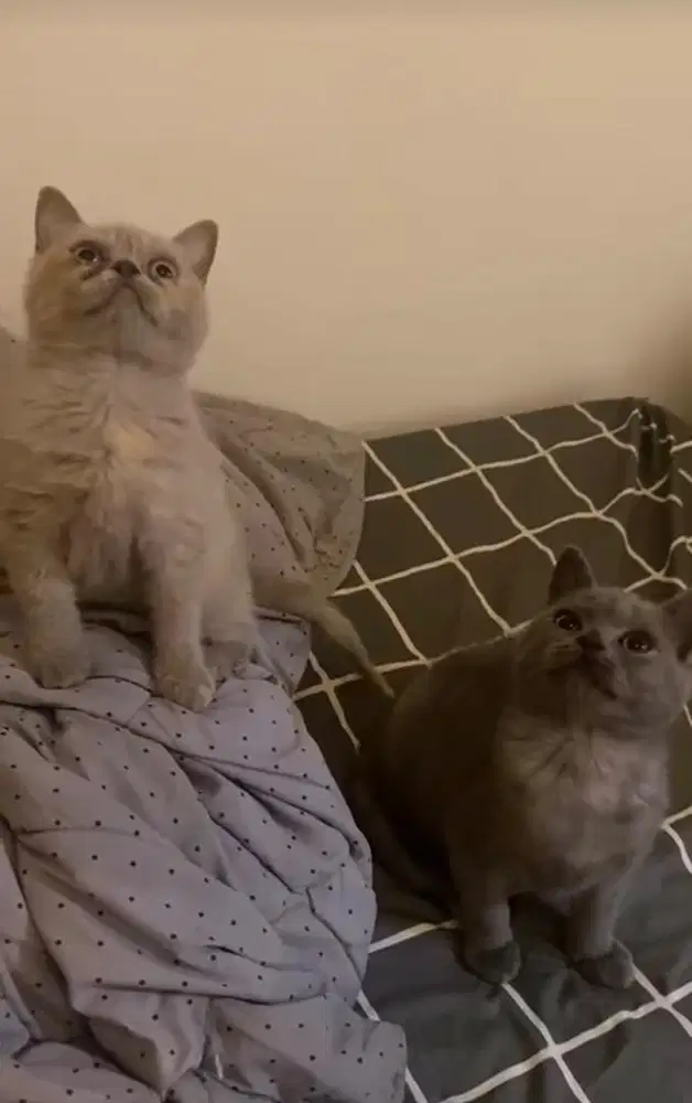 Kucing British Short Hair
