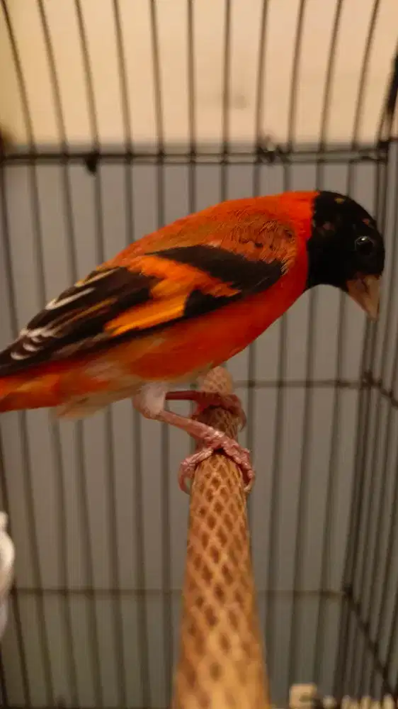 Red siskin gacor