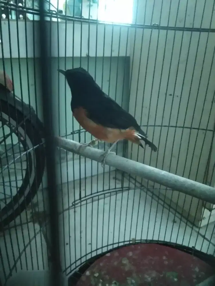 Murai batu dorong ekor Ring HK KAKI HITAM