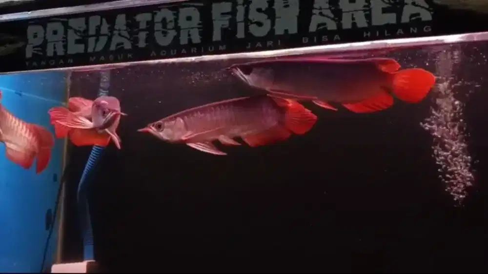 Arowana Super Red Size 26-27 cm