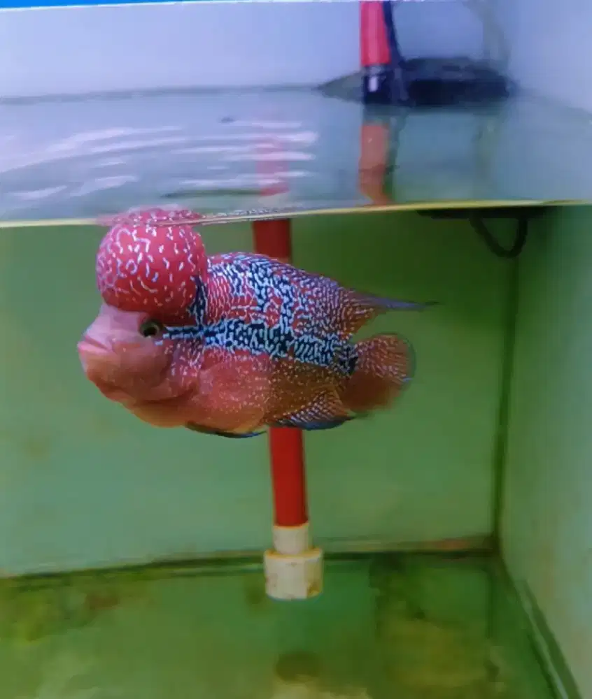 Ikan Louhan KSRD Super VIP full red