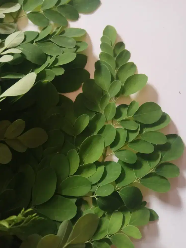 Daun Kelor Segar