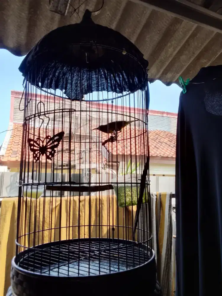 Kolibri SG gacor barter love bird