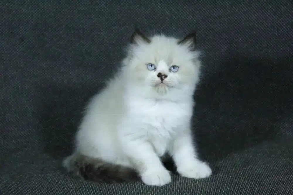 kucing kitten anakan anggora peaknose persia mainecoon himalaya ragdol