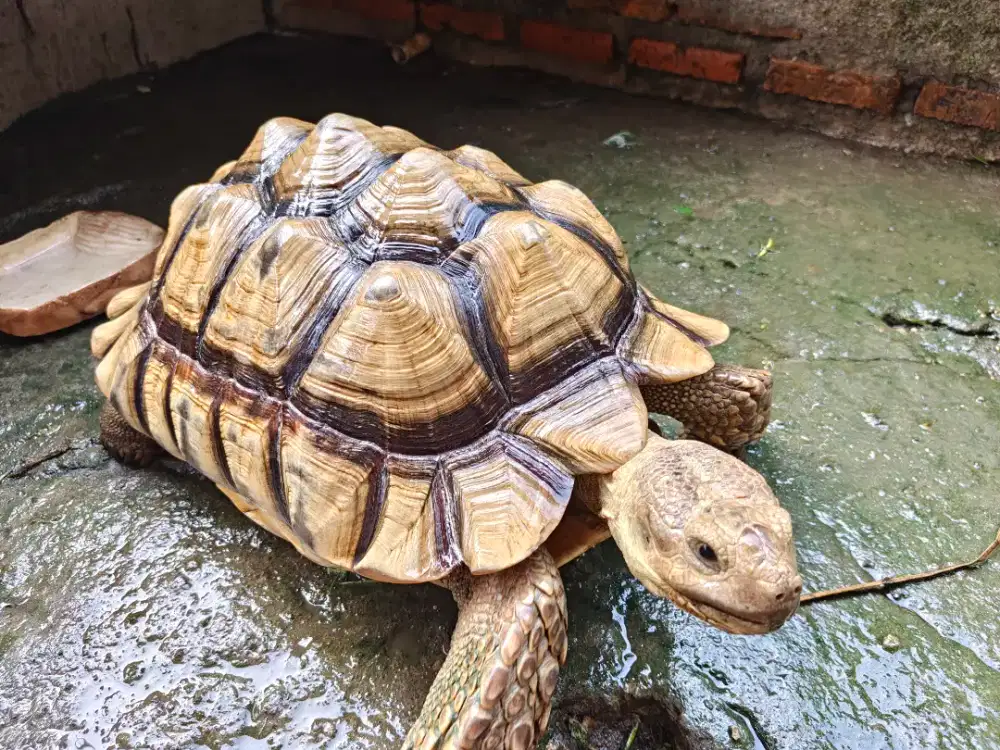 Dijual Cepat Sulcata Jantan 43cm Murah !!!