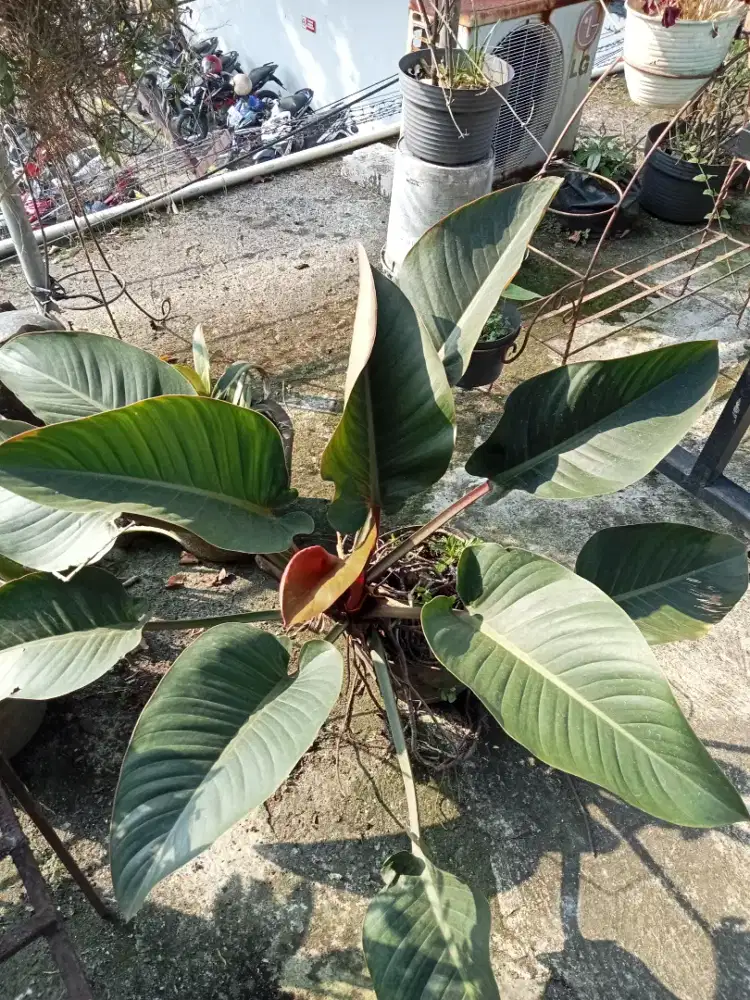 Philodenron red congo