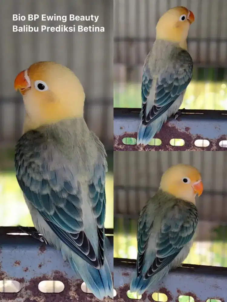 Burung Lovebird Euwing