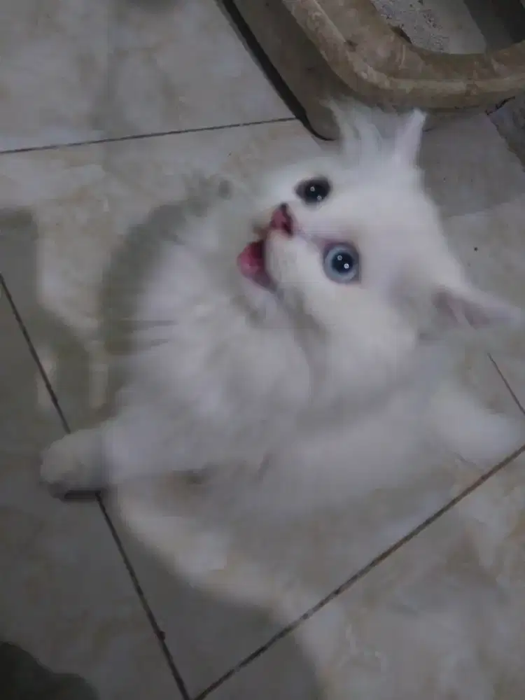 Kitten Ragdols Jantan White/Putih Solid Oddeye