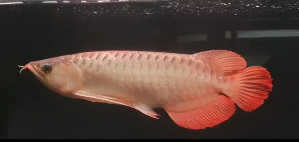 Arowana Super Red Size 35cm