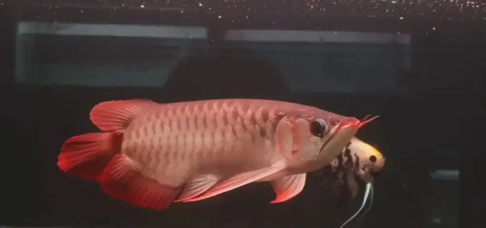 Arowana Super Red Size 35cm