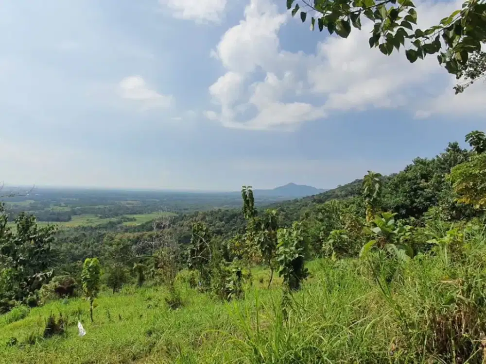 DIJUAL! Tanah Daerah Petemon Kulon, Probolinggo - Cocok Untuk Usaha Glamping