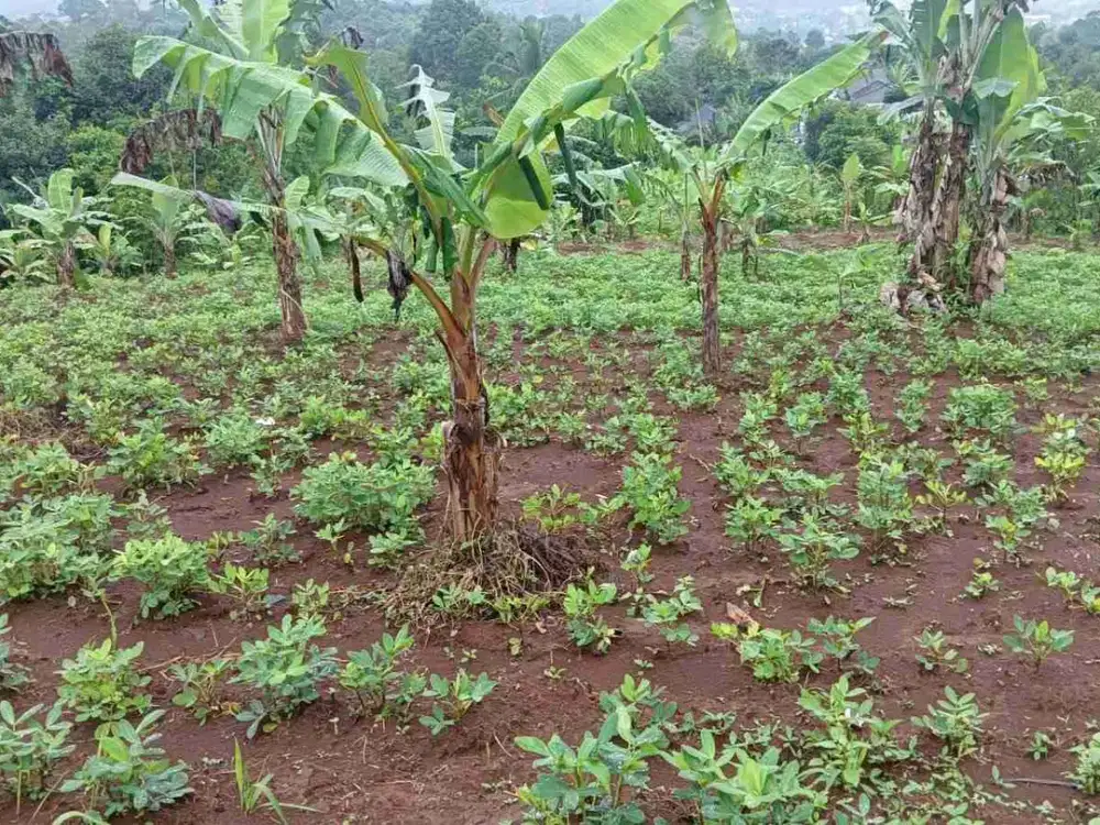 Dijual Kebun - Tanah subur Di cibadak sukabumi