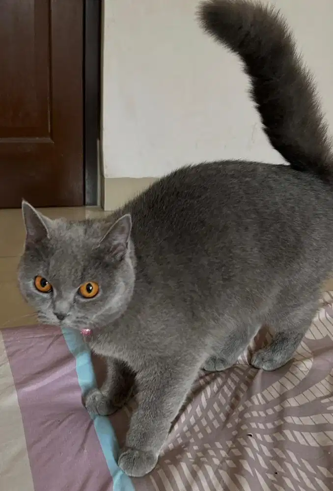 Kucing bsh british shorthair bsh british shorthair