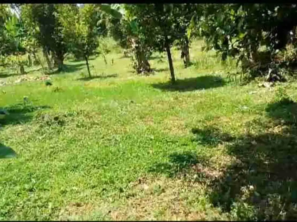Di jual tanah sudah di tanami pohon pala.beli tanah bisa langsung menghasilkan .kebun produtip usia pohon sekitar 7 tahun.
