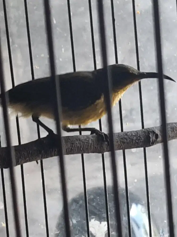 Burung emprit gantil ijoan jantan