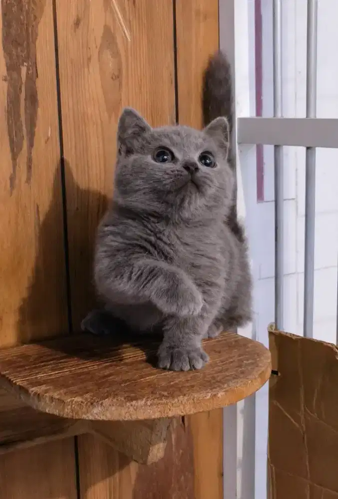 Kucing kitten munchkin bsh top standart jantan