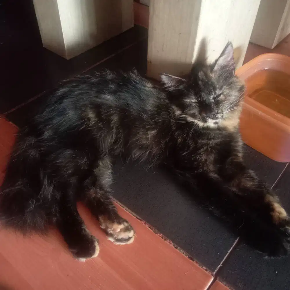 Adopsi kucing hitam, bulu tebal, umur 4 bulan