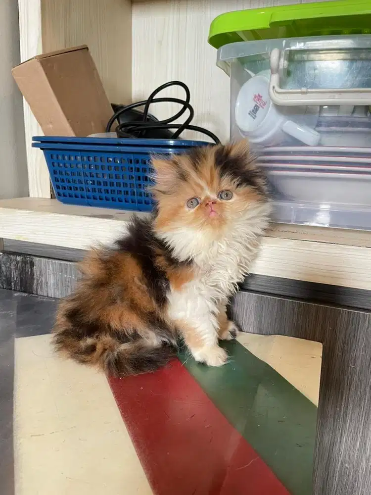 Kitten peaknose  betina calico 2 bulan